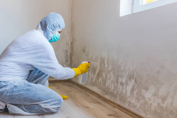 Licensed Black Mold Removal service in Ferndale, MD - WQB Mold Removal