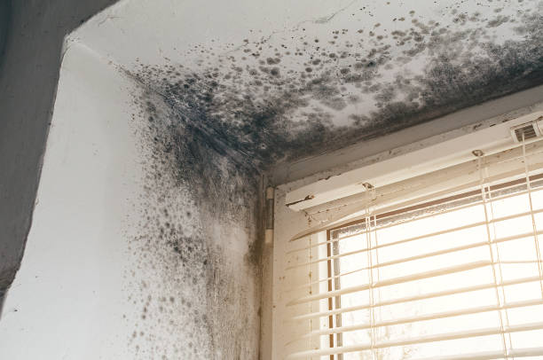 Affordable Black Mold Removal solutions in Ferndale, MD